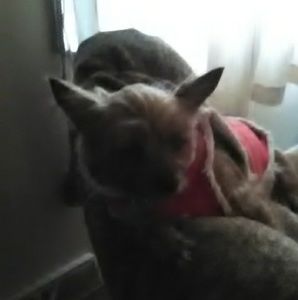 Meet your Posher, Brenda